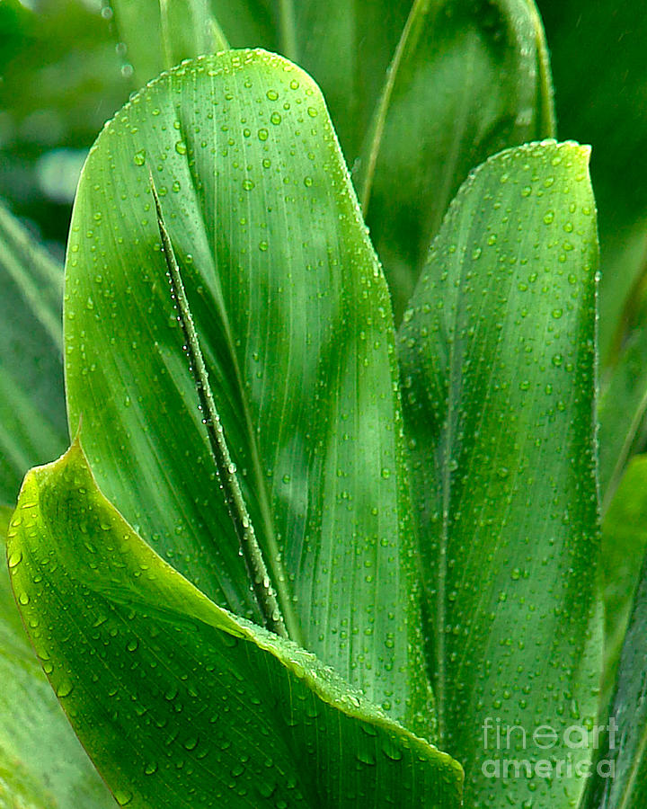 Ti Leaves Photograph by Frank Wicker