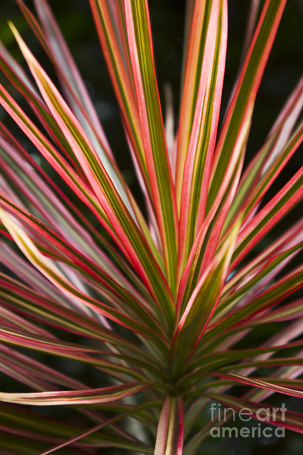 Nature Photograph - Ti Plant Cordyline terminalis Red Ribbons by Sharon Mau