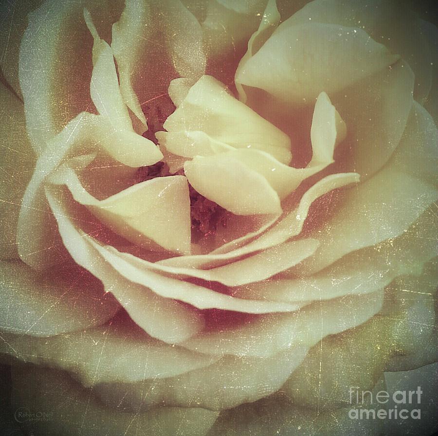 Rose Photograph - Ti Voglio Bene Mamma with Texture by Robert ONeil