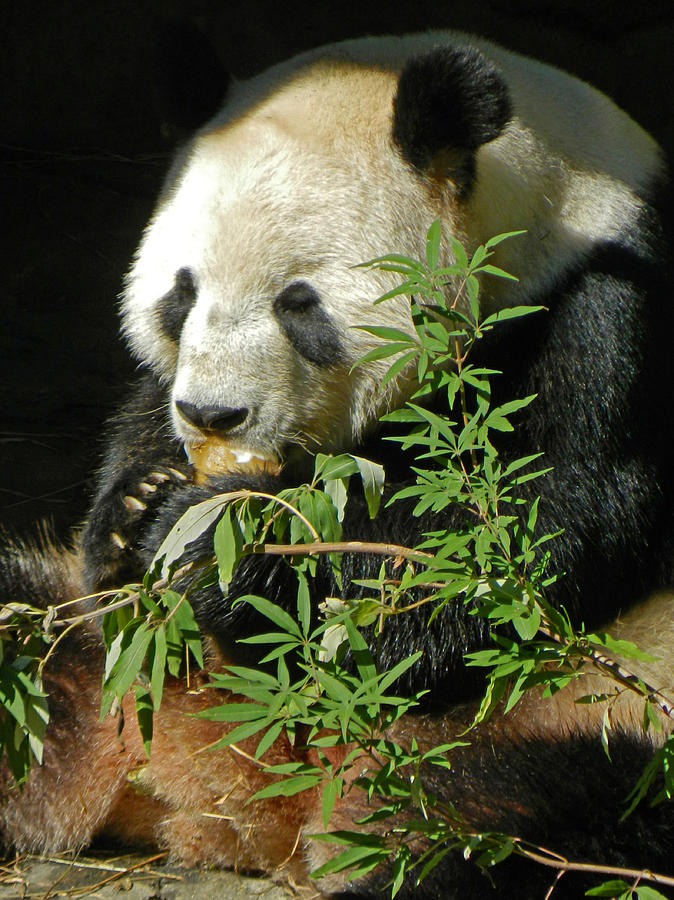 Tian Tian Dining In Panda Man Cave Photograph by Emmy Marie Vickers