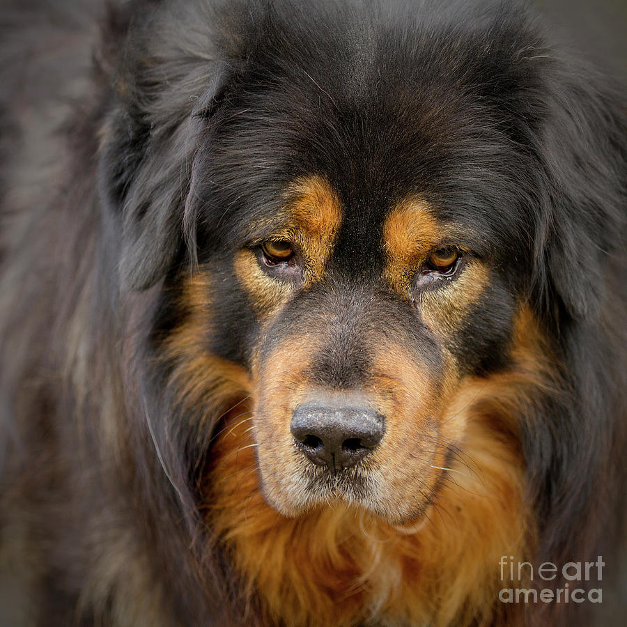 Tibetan Herding Dog Portrait Photograph