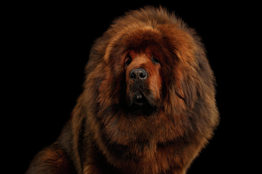 Mastiff Photograph - Tibetan Mastiff by Sergey Taran