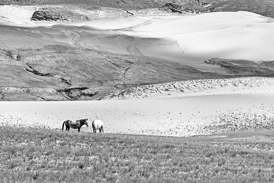 Tibetan ponies in desert Photograph by Hitendra SINKAR