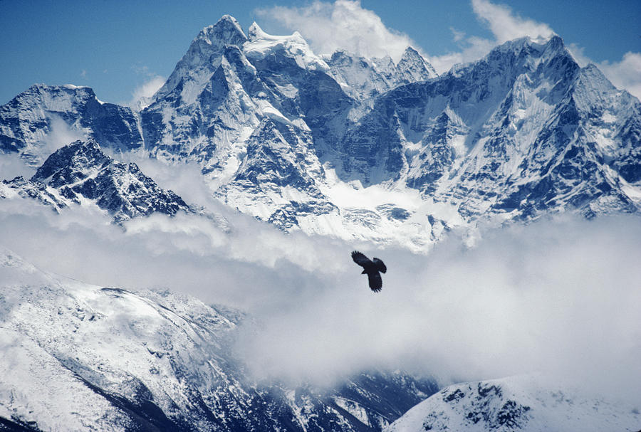 Tibetan Raven Photograph By Howie Garber