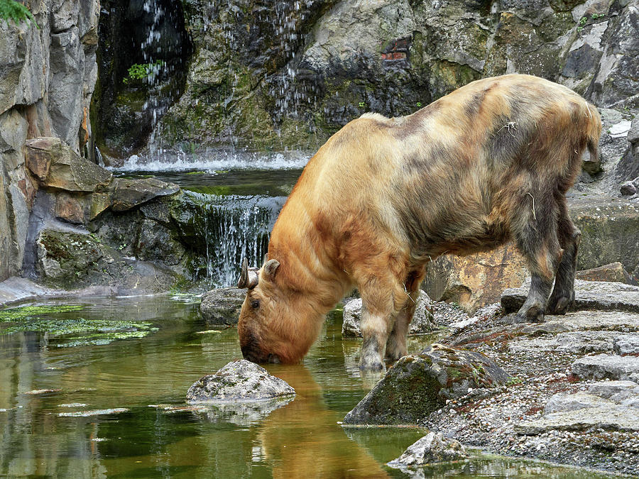 Tibetan takin at Zoo Berlin Photograph by Jouko Lehto - Pixels