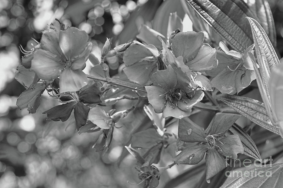Flower Photograph - Tibouchina in Black and White by Olga Hamilton
