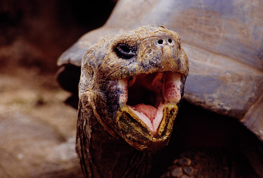 Tickd Off Tortoise Photograph by John Farley