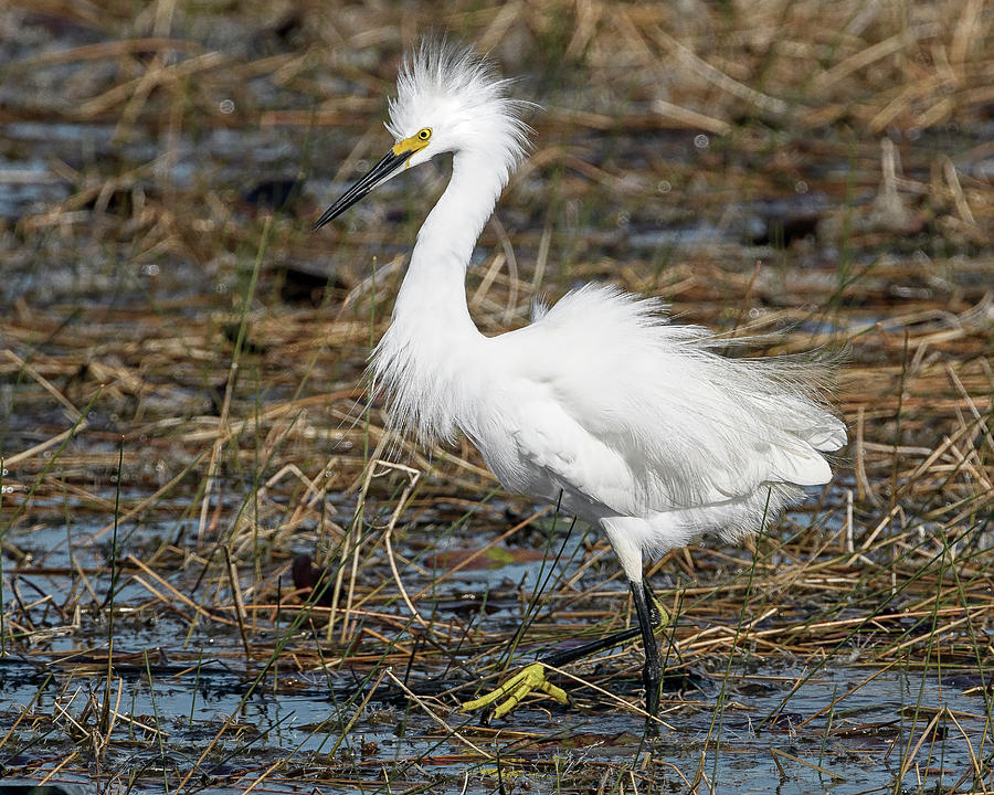 Nature Photograph - Ticked-Off Snowy Egret by Richard Higgins