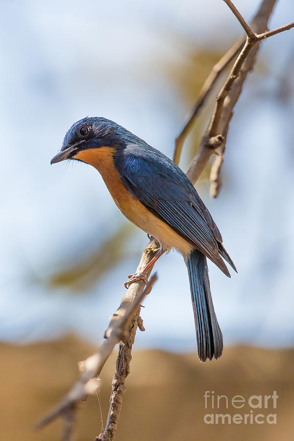 Tickells Blue Flycatcher, India Photograph by B. G. Thomson Tickells Blue Flycatcher, India Photograph by B. G. Thomson