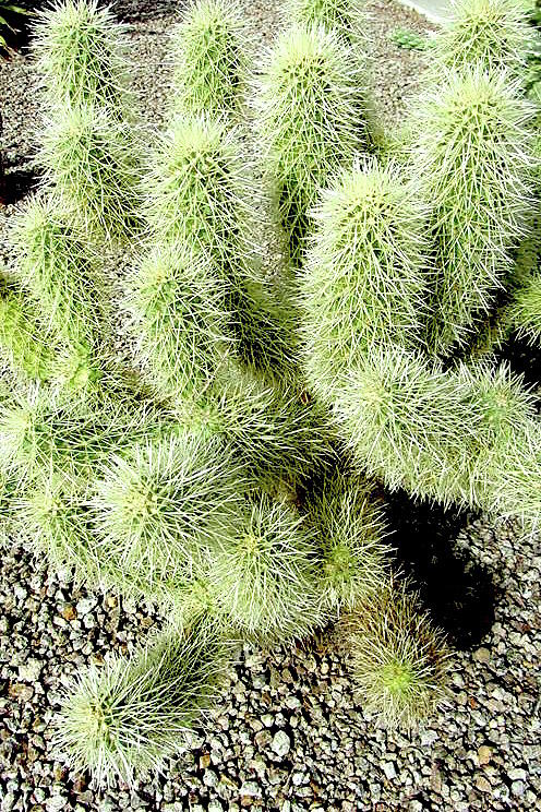Desert Photograph - Tickle Me by Donna ODonnell Figurski