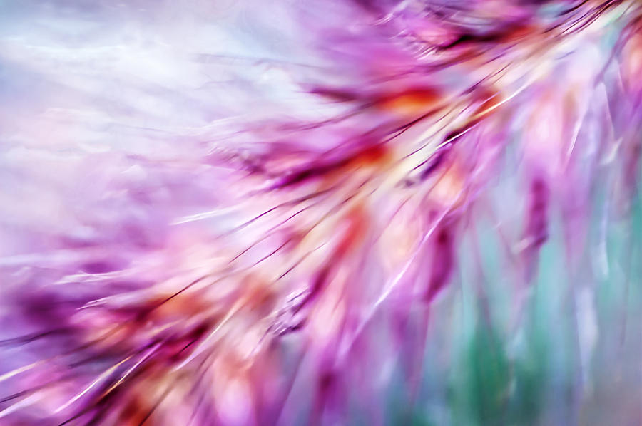Abstract Photograph - Tickle My Fancy by Carolyn Marshall