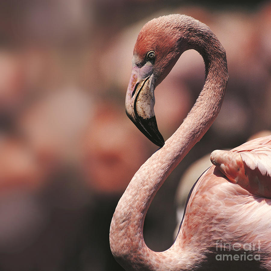 Flamingo Photograph - Tickled Pink Flamingo  by Paul Davenport