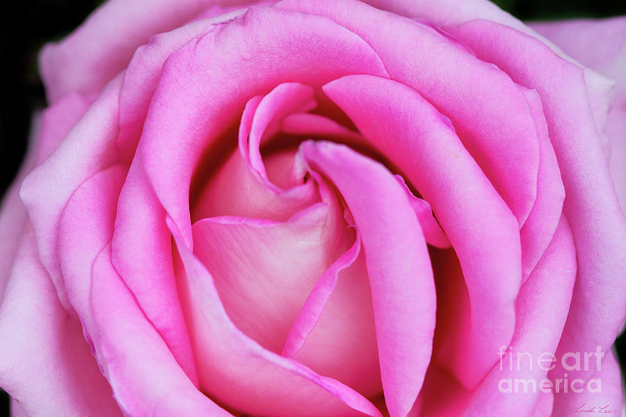 Flower Photograph - Tickled Pink by Linda Lees