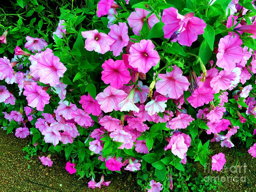 tickled-pink-petunias-photograph-by-janet-marie-fine-art-america