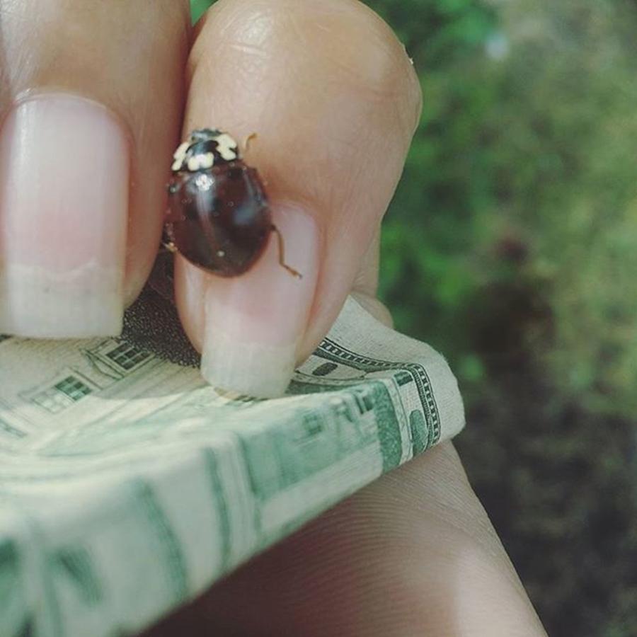 Ladybug Photograph - Tickles 😅 #ladybug #totem by Elysha Perry