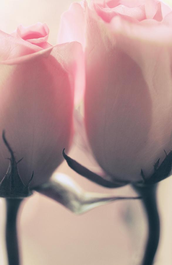 Ticklish Roses Photograph by The Art Of Marilyn Ridoutt-Greene