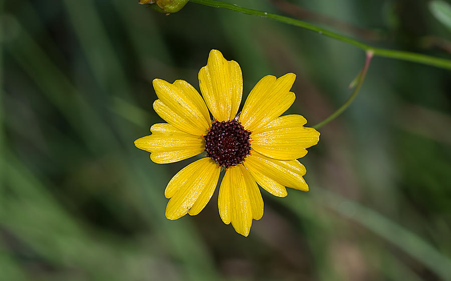 Tickseed Flower Photograph by Kenneth Albin
