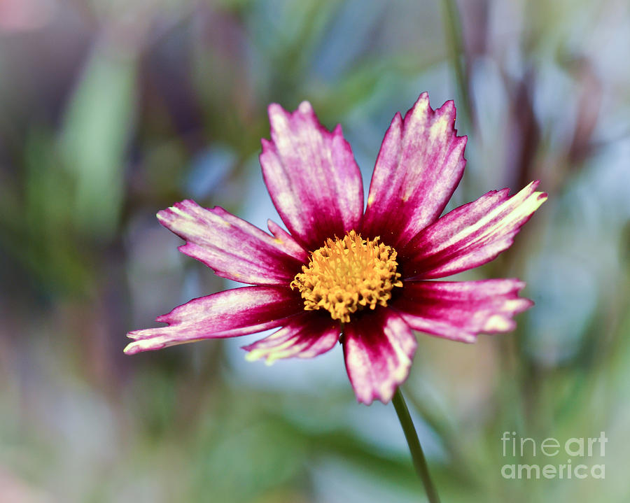 Tickseed Flower Photograph by Kerri Farley