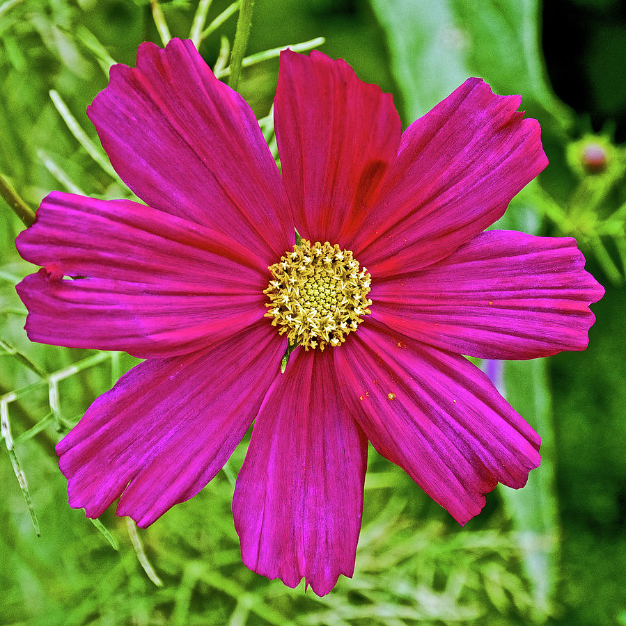 Tickseed in Huntington Children's Gardens in San Marino-California ...