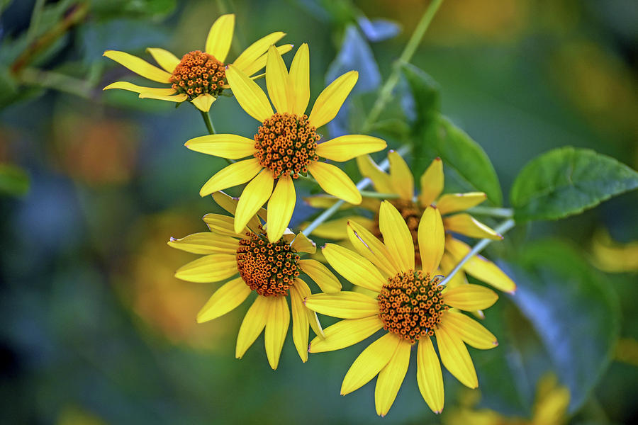 Tickseed Sunflowers Photograph by Teresa Hughes