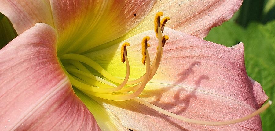 Nature Photograph - Tickled Pink by Bruce Bley