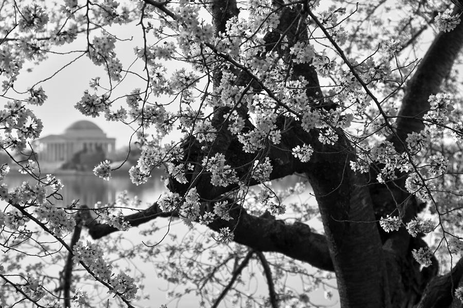 Tidal Basin Blossoms Photograph by Mitch Cat