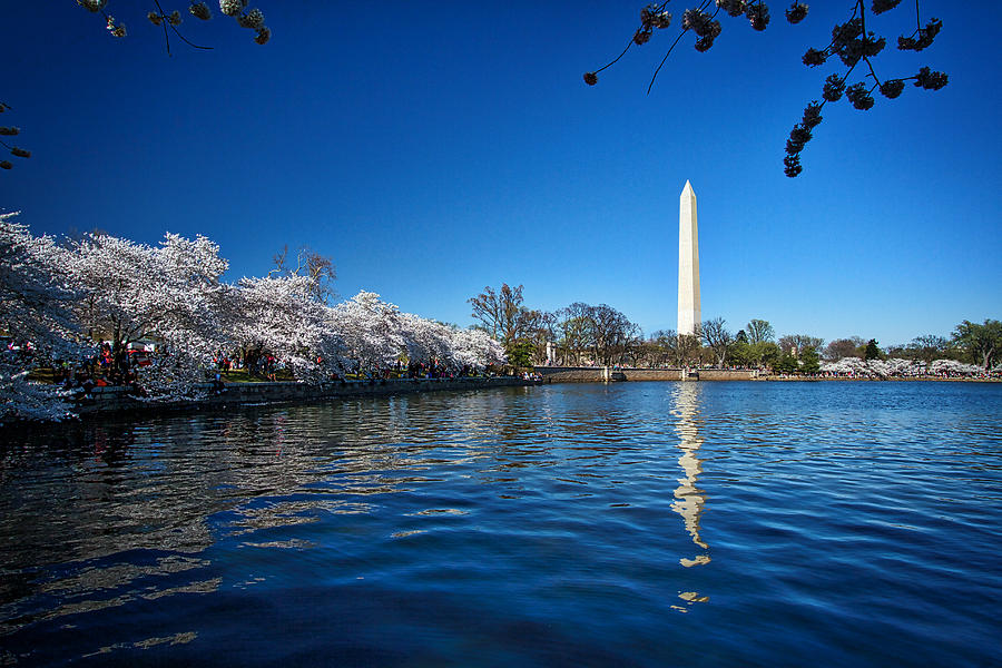 Washington Monument Photograph - Tidal Basin Cherry Blossoms #3 by Stuart Litoff