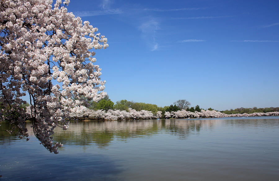Tidal Basin Cherry Blossoms Photograph by Mary Haber