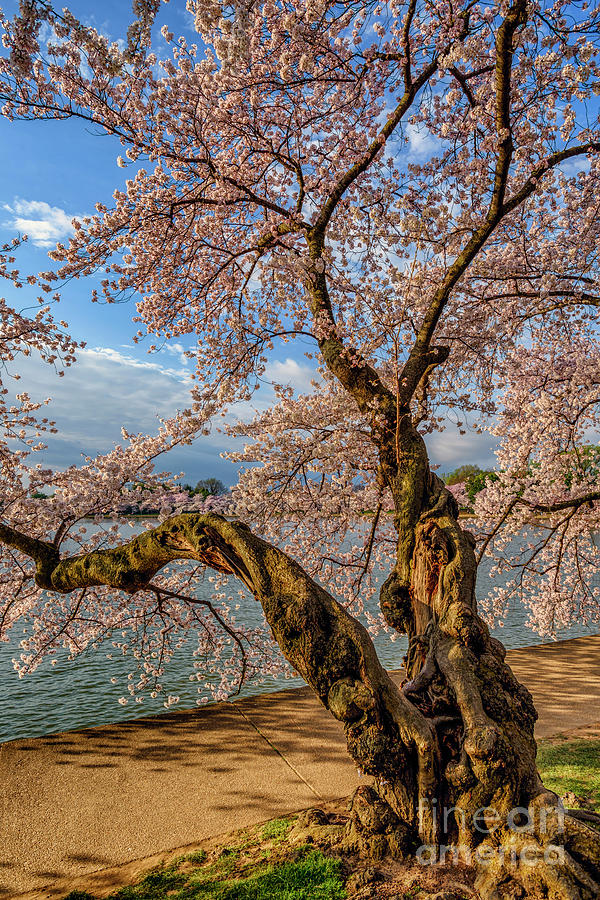Tidal Basin Flowering Cherry Tree Photograph by Thomas R Fletcher