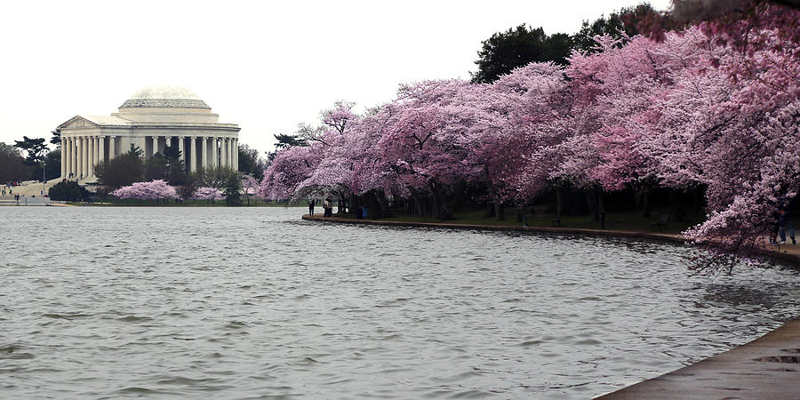Tidal Basin Spring Photograph by Mitch Cat