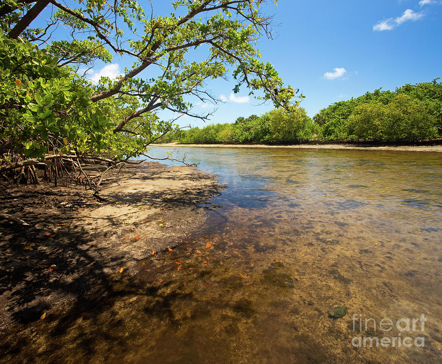 Tidal Mangrove Estuary - Von D Mizell Eula Johnson State Park Photograph by Matt Tilghman