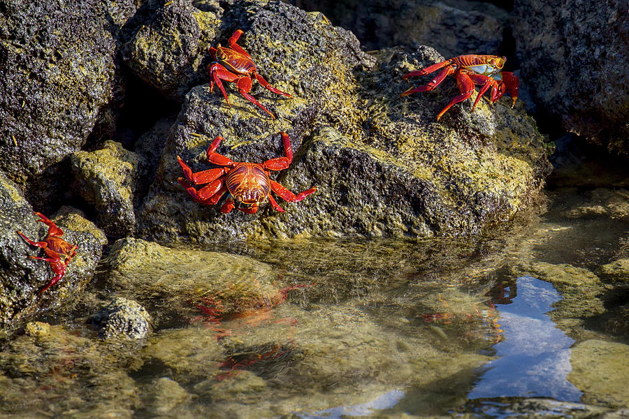 tidal-pool-crab-reflections-john-haldane.jpg
