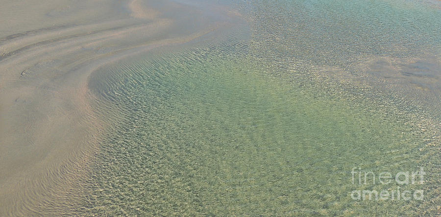 Animal Photograph - Tidal Pool by Mim White
