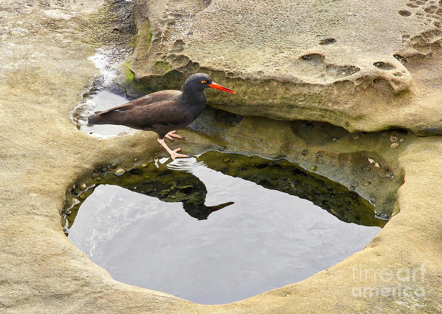 Tidal Pool Reflection Photograph by Beth Myer Photography
