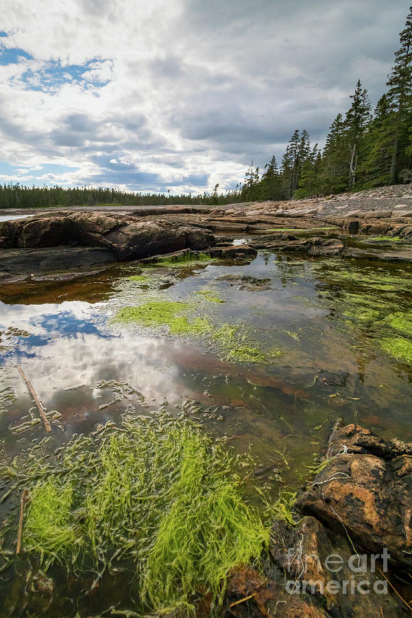 Tidal Pool, Southwest Harbor, Maine #30023 by John Bald Tidal Pool, Southwest Harbor, Maine #30023 by John Bald