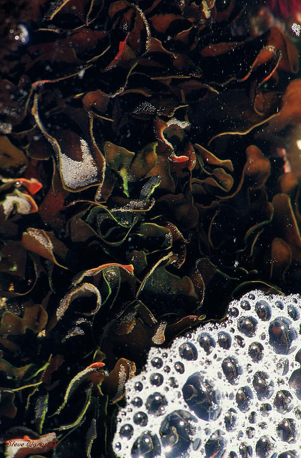 Tidal Wash Photograph by Steve Warnstaff