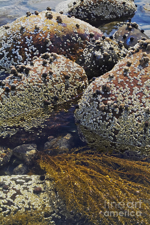Acorn Barnacles Photograph - Tide Line by Wedigo Ferchland