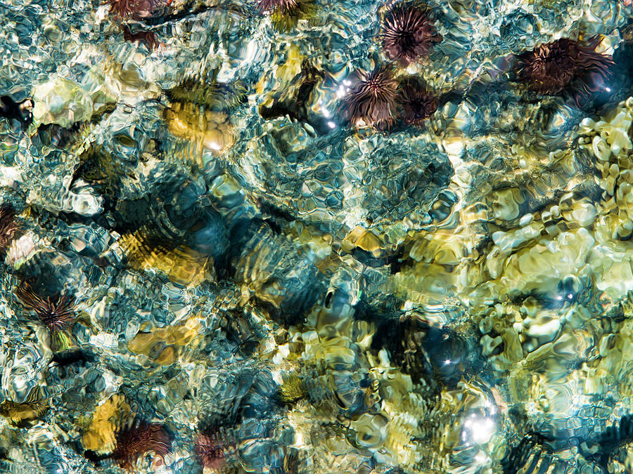 Abstract Photograph - Tide Pool Abstraction by Christopher Johnson