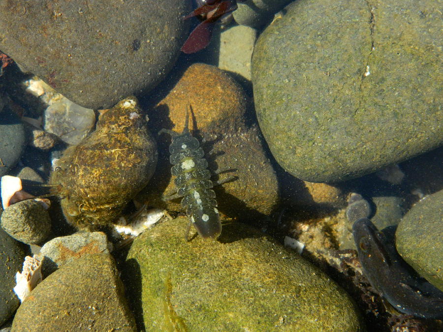Tide Pool Creatures Photograph by Gallery Of Hope 