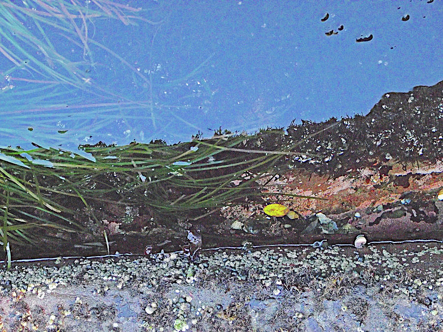 Tide Pool Habitat in Salt Creek Recreation Area on Olympic Peninsula, Washington  Photograph by Ruth Hager