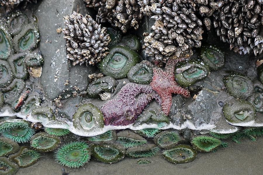 Tide Pool Life  Photograph by Christy Pooschke