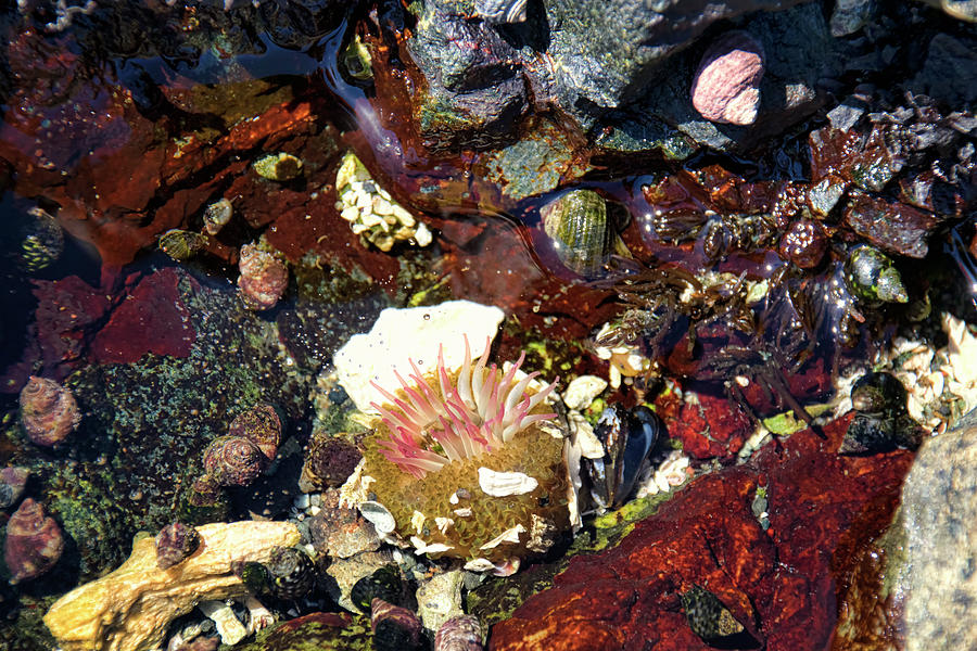 Tide Pool - Sea Anemone and Shells Photograph by Peggy Collins