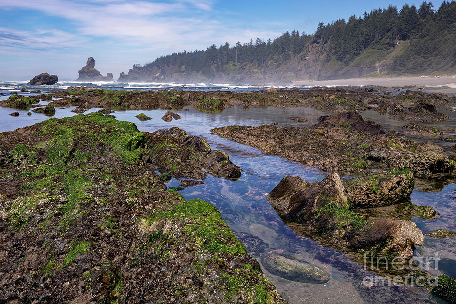 Tide Pools at Shi Shi Beach on the Olympic Coast in Washington