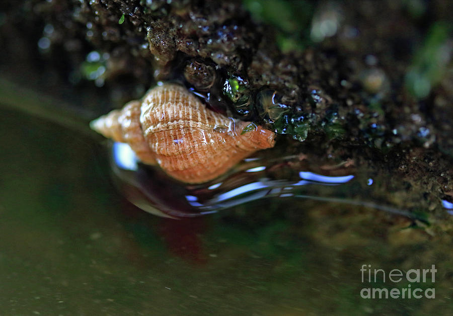 Tidepool Snail Photograph by Mary Haber