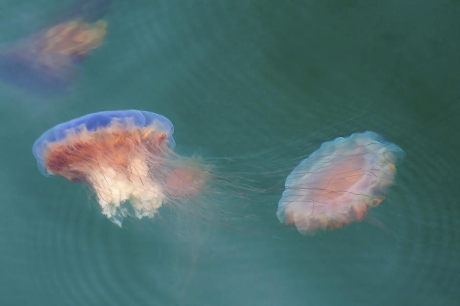 Tie-Dyed Jellyfish Photograph by Sven Brogren