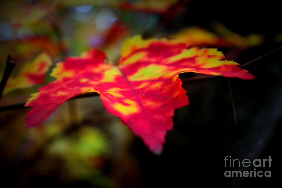 Tie Dyed Maple Photograph by Hanni Stoklosa