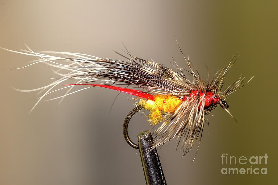 Tied Fly Photograph by Shawn Jeffries