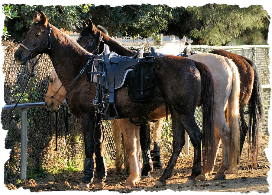 Horse Photograph - Tied Up For Now by Ellen Lerner ODonnell