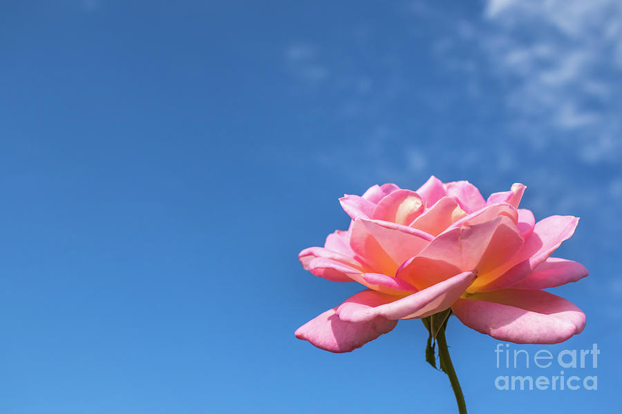 Tiffany Hybrid Tea Rose