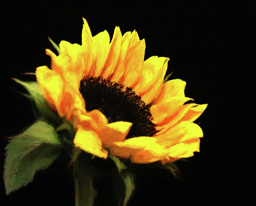 Golden Sunflower Painterly Photograph by Judy Vincent